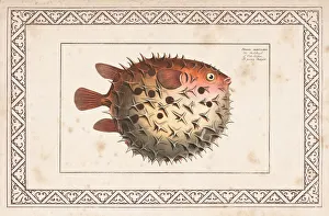 Birdbeak burrfish or Spotted Porcupinefish from 1797 Birdbeak burrfish or Spotted Porcupinefish from 1797