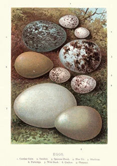 Birds eggs, Crow, Swallow, Hawk, Blue tit, Blackcap, Partridge, Duck