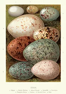 Digital vision vectors/bird lithographs/birds eggs dipper warbler thrush spoonbill