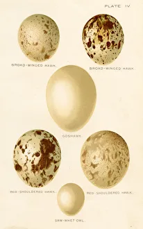 <b class=qtipBold><figcaption>Birds eggs lithograph 1897</figcaption></b><br>Diseases of Poultry by Leonard Pearson - Clarence M. Busch, State Printer of Pennsylvania 1897<br><em>© This content is subject to copyright.</em> Birds eggs lithograph 1897