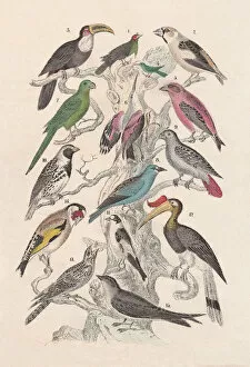 Lapland Longspur Gallery: Birds, hand-colored lithograph, published in 1880