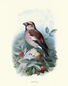 Birds, hawfinch (Coccothraustes coccothraustes), passerine bird Birds, hawfinch (Coccothraustes coccothraustes), passerine bird