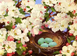 Bird's Nest with Eggs in a Flowering Tree Bird's Nest with Eggs in a Flowering Tree