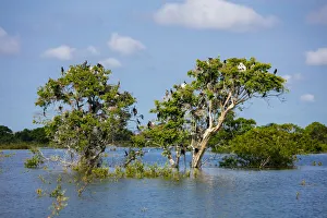 Birds perching in tree at Prek Toal Bird Sanctuary, Tonle Sap Lake, Cambodia Birds perching in tree at Prek Toal Bird Sanctuary, Tonle Sap Lake, Cambodia