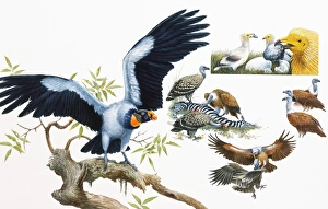 Birds of prey in flight and perched on branch of tree Birds of prey in flight and perched on branch of tree