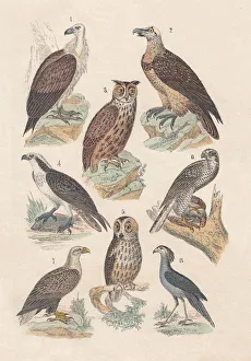 Birds of prey, hand-colored lithograph, published in 1880 Birds of prey, hand-colored lithograph, published in 1880