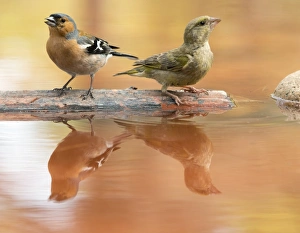 Birds of the species, male Chaffinch bird species , (Fringilla coelebs ), of the family Birds of the species, male Chaffinch bird species , (Fringilla coelebs ), of the family
