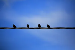 <b class=qtipBold><figcaption>Birds on a Wire</figcaption></b><br>Four birds perched on a twisted wire<br><em>© © Simon Gakhar</em> Birds on a Wire