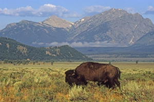 Bison (Bison bison) in front of the Grand Teton Mountains, United States Bison (Bison bison) in front of the Grand Teton Mountains, United States