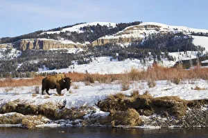 Bison Bull (Bison bison) on Late Winter in Lamar Valley, Wyoming, USA Bison Bull (Bison bison) on Late Winter in Lamar Valley, Wyoming, USA