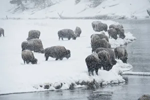 Bison group in winter, Yellowstone National Park, Wyoming, USA Bison group in winter, Yellowstone National Park, Wyoming, USA