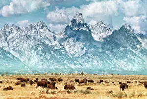 Medium Group Of Animals Gallery: Bison (or Buffalo) below the Grand Teton Mountains