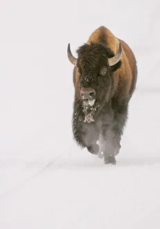 <b class=qtipBold><figcaption>Bison in snow</figcaption></b><br>Bison in snow in Yellowstone National Park in Winter<br><em>© Russell Burden</em> Bison in snow