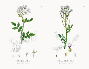 Bitter Ladyas Smock, Cardamine Amara, Victorian Botanical Illustration, 1863 Bitter Ladyas Smock, Cardamine Amara, Victorian Botanical Illustration, 1863