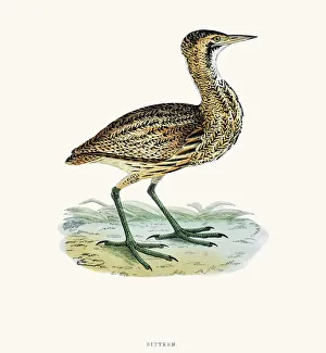 <b class=qtipBold><figcaption>Bittern bird 19 century illustration</figcaption></b><br>A photograph of an original hand-colored engraving from The History of British Birds by Morris published in 1853.<br><em>© mashuk</em> Bittern bird 19 century illustration