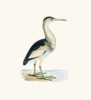 <b class=qtipBold><figcaption>Bittern bird 19 century illustration</figcaption></b><br>A photograph of an original hand-colored engraving from The History of British Birds by Morris published in 1853.<br><em>© mashuk</em> Bittern bird 19 century illustration