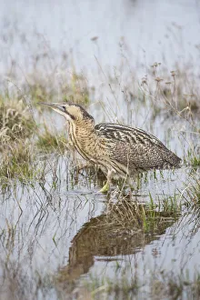 Bittern -Botaurus stellaris- in the water, Neusiedler See - Seewinkel National Park Bittern -Botaurus stellaris- in the water, Neusiedler See - Seewinkel National Park