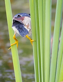Least Bittern Straddling Reeds Least Bittern Straddling Reeds