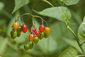 Bittersweet nightshade, blue bindweed, fellenwort -Solanum dulcamara-, fruits, Burgkwald forest near Karolinenfield Bittersweet nightshade, blue bindweed, fellenwort -Solanum dulcamara-, fruits, Burgkwald forest near Karolinenfield