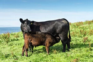 Livestock Gallery: Black Aberdeen Angus calf suckling, with cow, Caithness, Scotland, United Kingdom, Europe