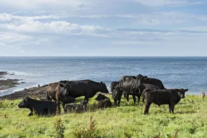Black Aberdeen Angus cattle grazing on a pasture on the north coast of Scotland, Caithness Black Aberdeen Angus cattle grazing on a pasture on the north coast of Scotland, Caithness