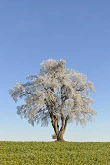 Black alder, European alder -Alnus glutinosa- covered with hoarfrost, Swabian Alps, Baden-Wuerttemberg, Germany, Europe Black alder, European alder -Alnus glutinosa- covered with hoarfrost, Swabian Alps, Baden-Wuerttemberg, Germany, Europe