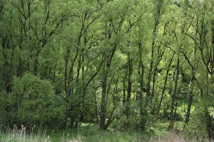 Black Alders -Alnus glutinosa- with spring foliage, Beerbach, Middle Franconia, Bavaria Black Alders -Alnus glutinosa- with spring foliage, Beerbach, Middle Franconia, Bavaria