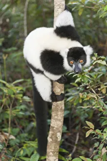 Black-and-white Ruffed Lemur -Varecia variegata-, clinging to a thin tree trunk Black-and-white Ruffed Lemur -Varecia variegata-, clinging to a thin tree trunk
