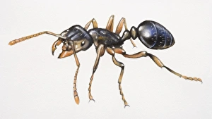 <b class=qtipBold><figcaption>Black ant, close up</figcaption></b><br>Black ant, close up.<br><em>© This content is subject to copyright.</em> Black ant, close up
