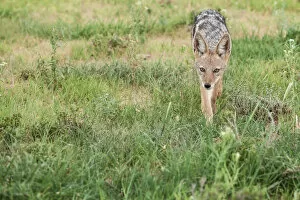 Related Images Collection: The black-backed jackal (Canis mesomelas) is a canid native to two areas of Africa