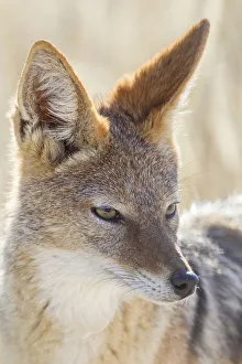 Black-backed jackal -Canis mesomeles-, Etosha National Park, Namibia, Africa Black-backed jackal -Canis mesomeles-, Etosha National Park, Namibia, Africa