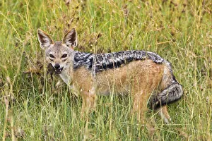 One Black-backed Jackal in the Serengeti National Park, Tanzania, Africa One Black-backed Jackal in the Serengeti National Park, Tanzania, Africa
