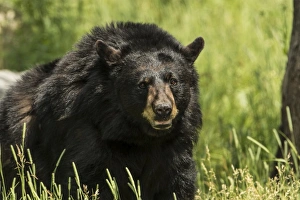 <b class=qtipBold><figcaption>Black Bear</figcaption></b><br>An adult Black Bear in the summer grass.<br><em>© COPYRIGHT 2016</em> Black Bear