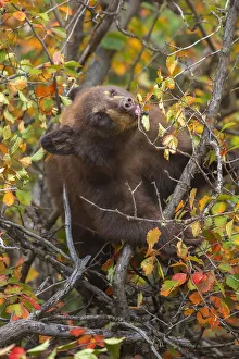 <b class=qtipBold><figcaption>Black Bear Cub</figcaption></b><br>A black bear cub in Grand Teton National Park, Wyoming.<br><em>© 2014 Chase Dekker Wild-Life Images</em> Black Bear Cub
