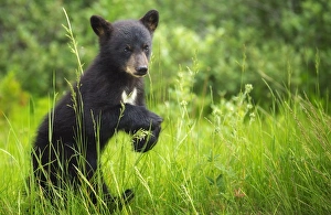<b class=qtipBold><figcaption>Black Bear Cub</figcaption></b><br>A black bear cub meanders around the forest of Banff National Park, Alberta.<br><em>© 2016 Chase Dekker Wild-Life Images</em> Black Bear Cub