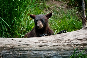 <b class=qtipBold><figcaption>Black Bear Cup</figcaption></b><br>A very young Black Bear Cub is partially hidden by a fallen tree.<br><em>© Copyright 2016</em> Black Bear Cup