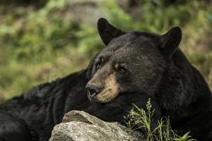<b class=qtipBold><figcaption>Black Bear And Rock</figcaption></b><br>A Black Bear is sitting beside a rock in the green grass.<br><em>© COPYRIGHT 2016</em> Black Bear And Rock