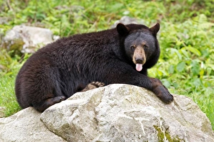 <b class=qtipBold><figcaption>Black bear sticks out tongue</figcaption></b><br>Caught this black bear blowing me a raspberry.<br><em>© Jim Cumming</em> Black bear sticks out tongue