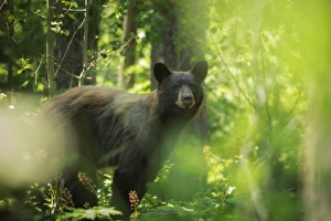 <b class=qtipBold><figcaption>Black Bear Summer</figcaption></b><br>A black bear stands on a fallen log in Grand Teton National Park, Wyoming.<br><em>© 2014 Chase Dekker Wild-Life Images</em> Black Bear Summer