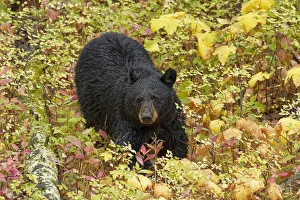 Black Bear (Ursus americanus) in autumn foliage, Yellowstone National Park, Montana Black Bear (Ursus americanus) in autumn foliage, Yellowstone National Park, Montana