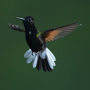 Black-bellied Hummingbird, Eupherusa nigriventris Black-bellied Hummingbird, Eupherusa nigriventris