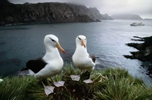 Black-Browed Albatross (Diomedea Melanophris) Pair on Cliff Black-Browed Albatross (Diomedea Melanophris) Pair on Cliff