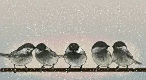 Black Capped Chickadee Collection: Black-capped Chickadees on a Wire on a Snowy Day
