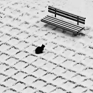 Images Dated 31st December 2011: Black cat contemplating bench