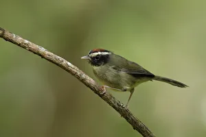 Black-cheeked Warbler (Basileuterus melanogenys) Black-cheeked Warbler (Basileuterus melanogenys)