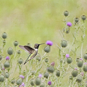 <b class=qtipBold><figcaption>Black Chinned Hummingbird</figcaption></b><br>A black chinned hummingbird in flight set upon purple thistles and green textured background with a light layer of bokeh applied.<br><em>© 2009-2010 Susan Gary</em> Black Chinned Hummingbird