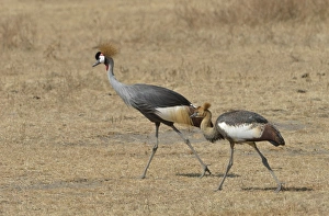 Black Crowned Cranes -Balearica pavonina- in the Ngorongoro Crater Black Crowned Cranes -Balearica pavonina- in the Ngorongoro Crater