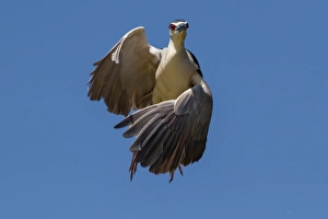 <b class=qtipBold><figcaption>Black crowned night heron</figcaption></b><br>Black crowned Night Heron flying on sky.<br><em>© Phoo Chan</em> Black crowned night heron