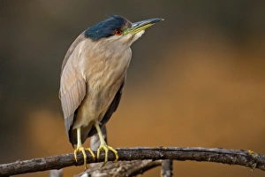 <b class=qtipBold><figcaption>Black-crowned Night Heron</figcaption></b><br>Black-crowned Night Heron sitting at skit.<br><em>© Phoo Chan</em> Black-crowned Night Heron