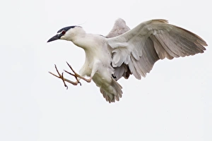 <b class=qtipBold><figcaption>Black crowned night heron</figcaption></b><br>Flying black crowned night heron.<br><em>© Phoo Chan</em> Black crowned night heron